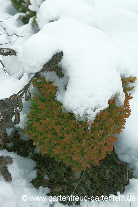 Vom Frost verfärbter Buxus sempervirens 'Suffruticosa' – Einfassungs-Buchs