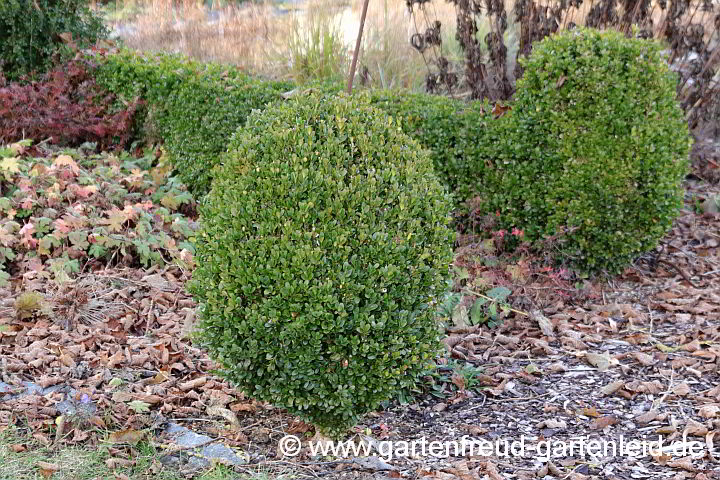 Buxus sempervirens 'Suffruticosa' – Einfassungs-Buchs