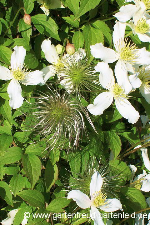 Clematis montana Wilsonii – Berg-Waldrebe