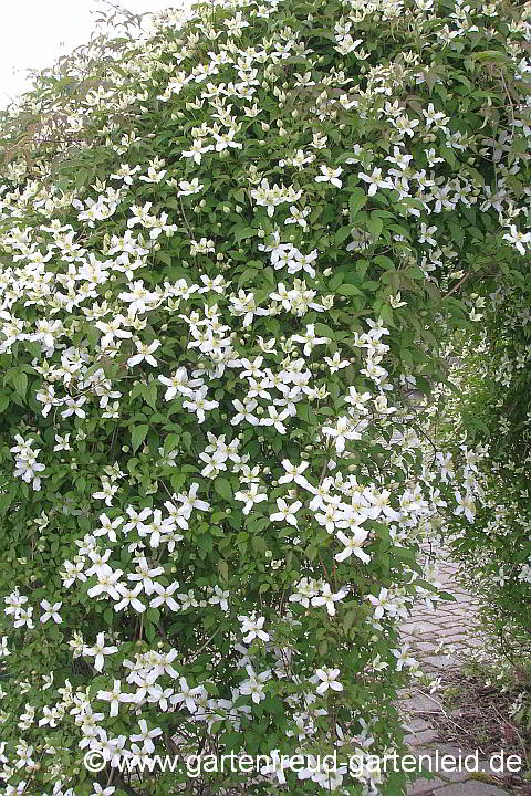 Clematis montana Wilsonii – Berg-Waldrebe