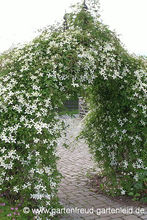 Clematis montana 'Wilsonii' – Berg-Waldrebe