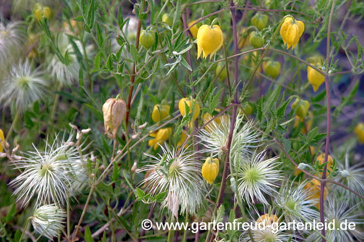 Clematis tangutica – Mongolische Waldrebe, Blüten und Samenstände