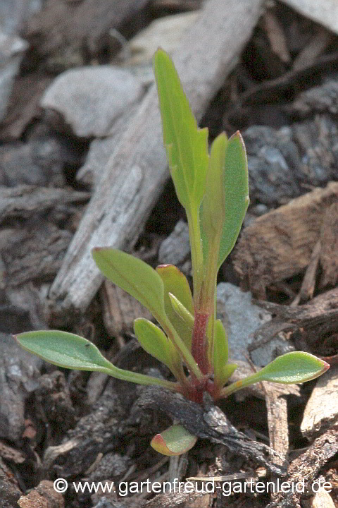 Clematis tangutica – Mongolische Waldrebe, Sämling