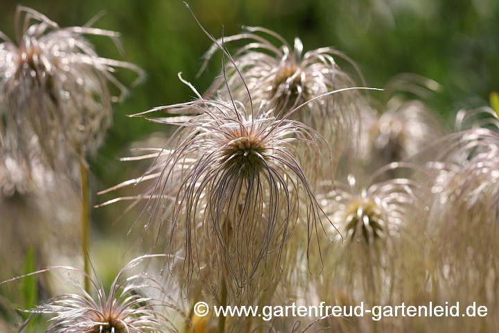 Clematis tangutica – Mongolische Waldrebe, Samenstände