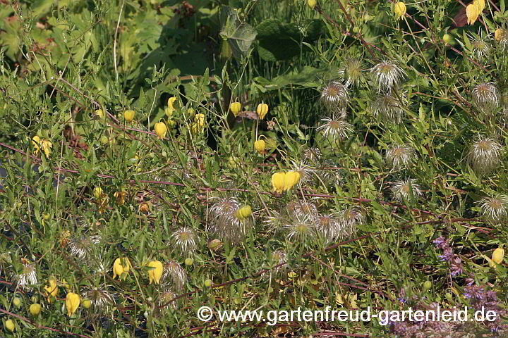 Clematis tangutica – Mongolische Waldrebe, Gelbe Waldrebe