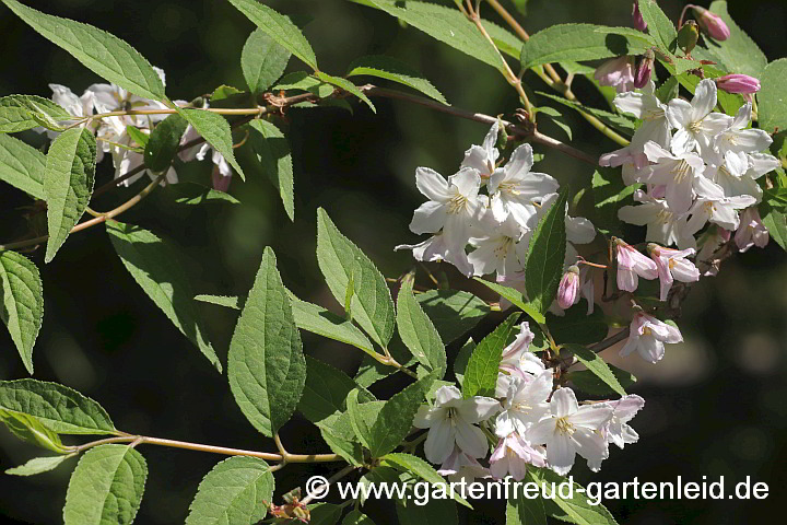 Deutzia x kalmiiflora – Kalmien-Deutzie