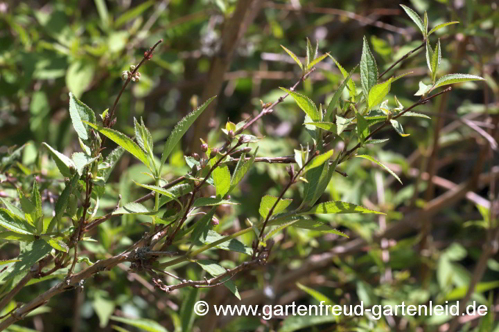 Deutzia x kalmiiflora – Kalmien-Deutzie