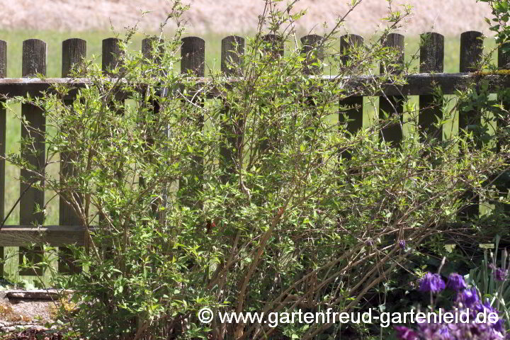 Deutzia x kalmiiflora – Kalmien-Deutzie