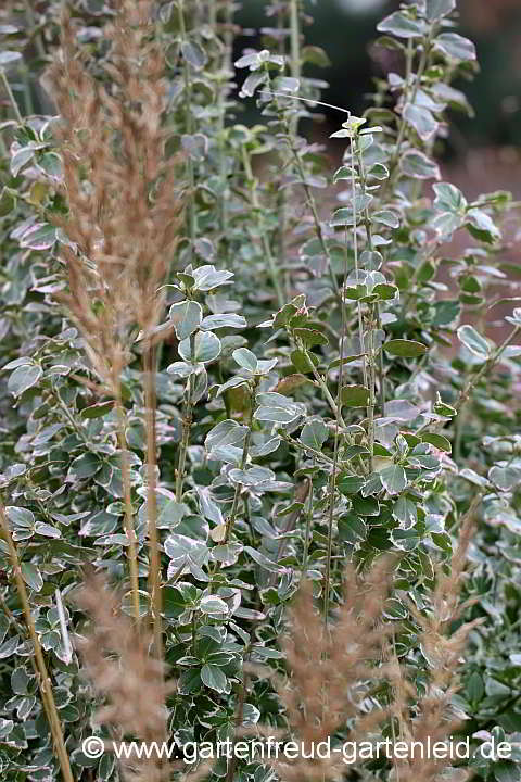 Euonymus fortunei 'Emerald Gaiety' – Immergrüner Spindelstrauch