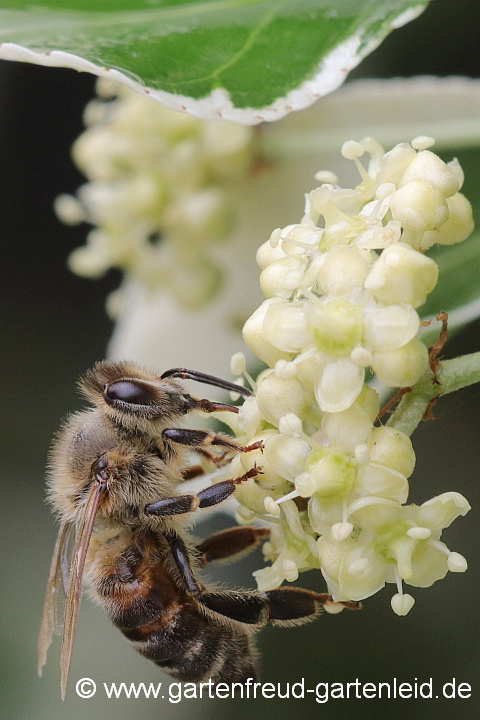 Euonymus fortunei 'Emerald Gaiety' – Blüten mit Honigbiene