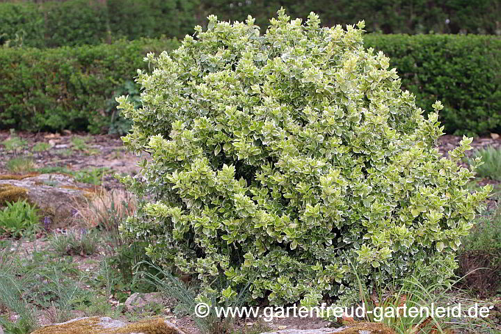 Euonymus fortunei 'Emerald Gaiety' – Immergrüner Spindelstrauch