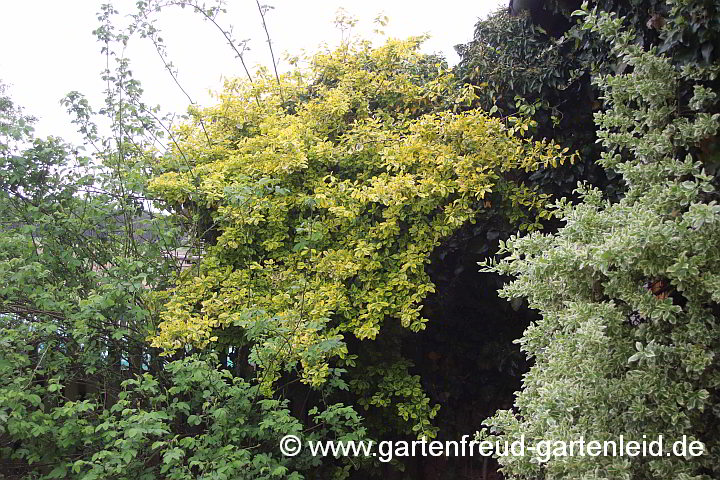 Euonymus fortunei 'Emerald Gaiety' und 'Emerald'n Gold' – Immergrüner Spindelstrauch kletternd