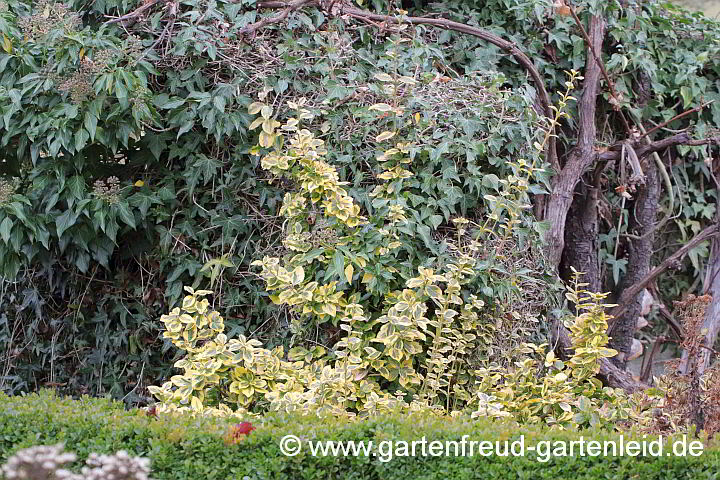 Euonymus fortunei 'Emerald'n Gold' – Immergrüner Spindelstrauch