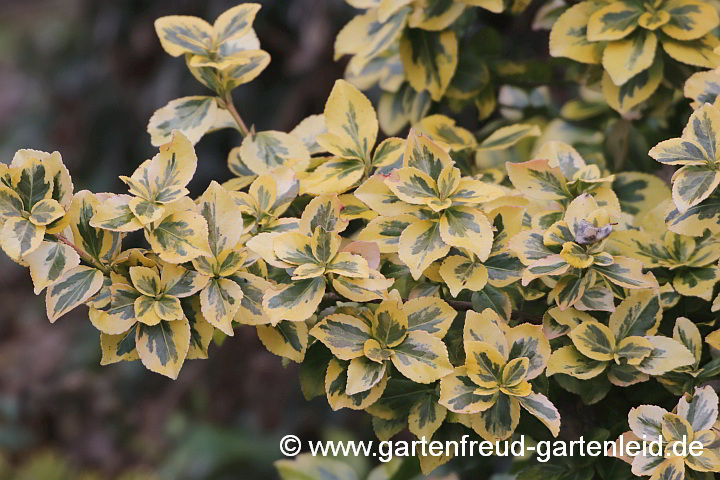 Euonymus fortunei 'Emerald'n Gold' – Immergrüner Spindelstrauch