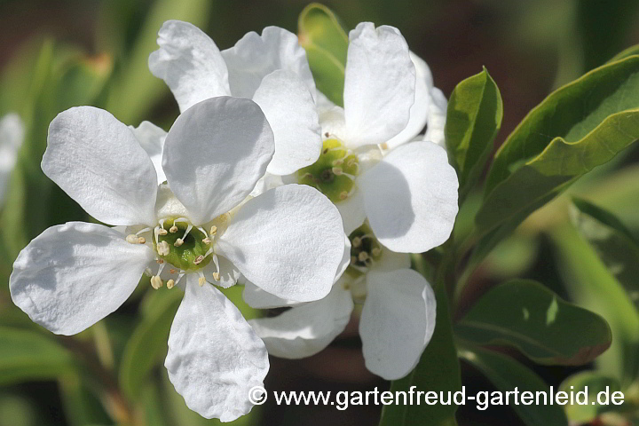 Exochorda racemosa – (Sparrige) Prunkspiere, Chinesische Radspiere, Perlbusch