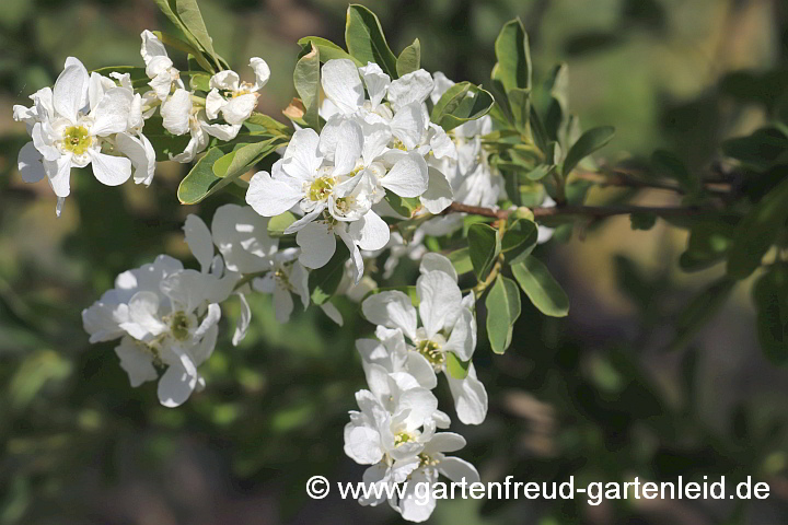 Exochorda racemosa – (Sparrige) Prunkspiere, Chinesische Radspiere, Perlbusch