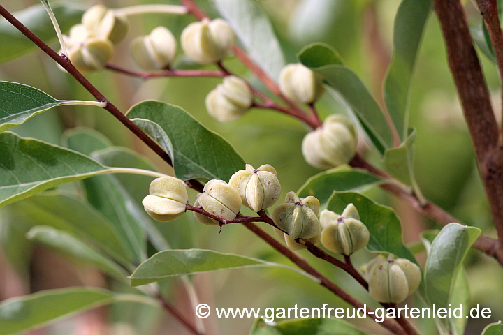 Exochorda racemosa, Frucht – (Sparrige) Prunkspiere, Chinesische Radspiere, Perlbusch