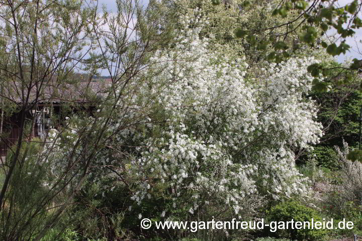 Exochorda racemosa – (Sparrige) Prunkspiere, Chinesische Radspiere, Perlbusch