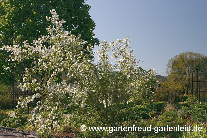 Exochorda racemosa – (Sparrige) Prunkspiere, Chinesische Radspiere, Perlbusch