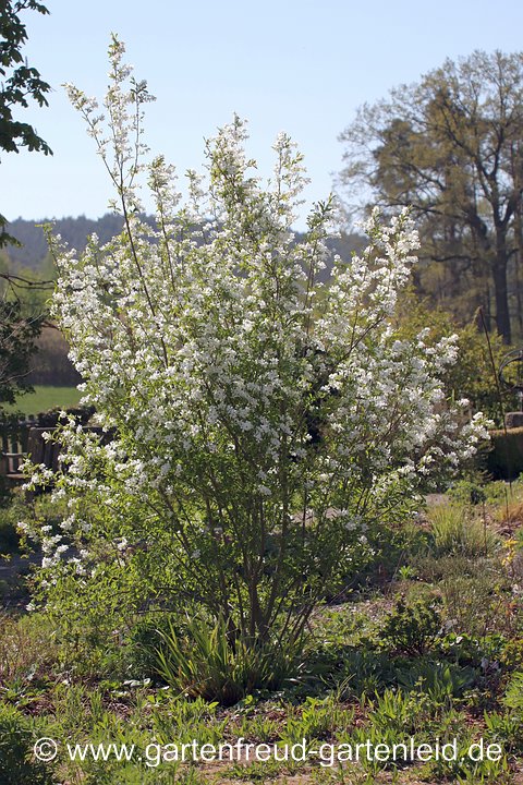 Exochorda racemosa – (Sparrige) Prunkspiere, Chinesische Radspiere, Perlbusch