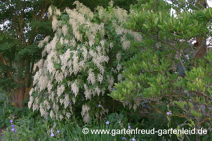 Holodiscus discolor mit Campanula persicifolia – Kaskadenstrauch mit Pfirsichblättriger Glockenblume