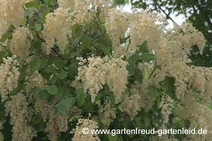 Holodiscus discolor – Schaumspiere, Kaskadenstrauch