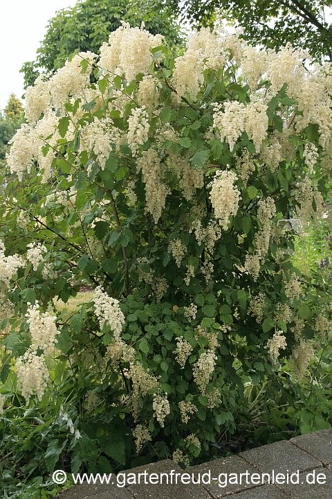 Holodiscus discolor – Schaumspiere, Kaskadenstrauch