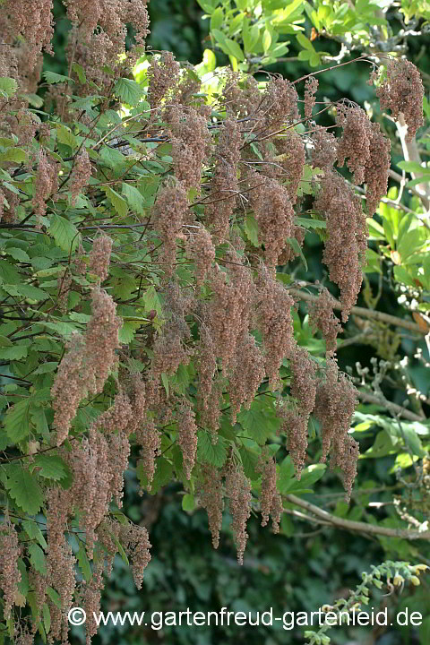 Holodiscus discolor – Kaskadenstrauch, verblüht