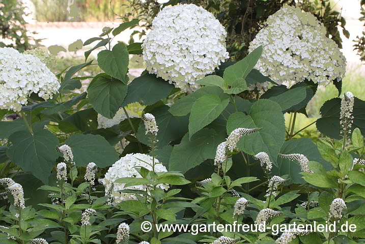 Hydrangea arborescens 'Annabelle' mit Lysimachia clethroides – Wald-Hortensie mit Schnee-Felberich