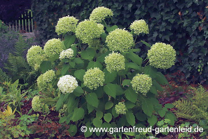 Hydrangea arborescens 'Annabelle' – Wald-Hortensie