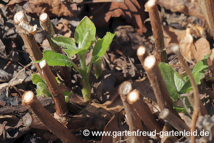 Hydrangea arborescens 'Annabelle' – Wald-Hortensie, Austrieb