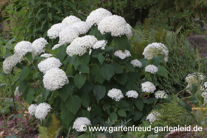 Hydrangea arborescens 'Annabelle' – Wald-Hortensie