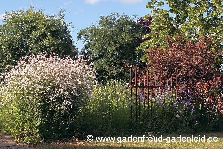 Physocarpus 'Diabolo' und Gillenia trifoliata – Blasenspiere und Nördliche Dreiblattspiere