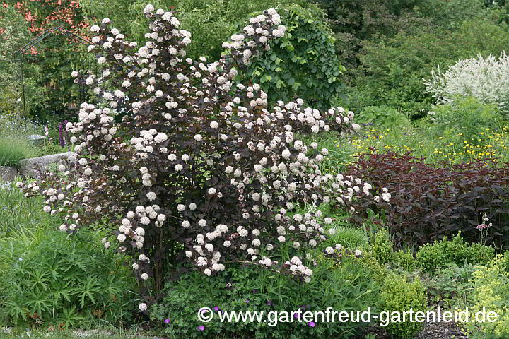 Physocarpus 'Diabolo' und Lysimachia ciliata 'Firecracker' – Blasenspiere und Bronze-Felberich