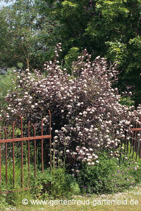 Physocarpus opulifolius `Diabolo´ – Blasenspiere