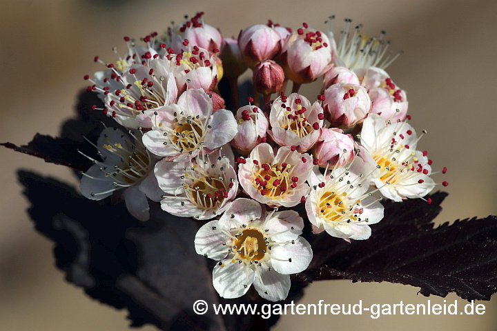 Physocarpus opulifolius 'Diabolo' – Blasenspiere, Blüten