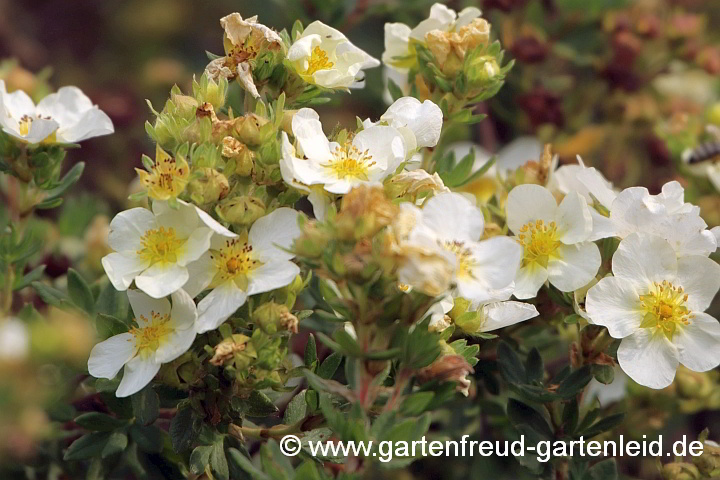 Potentilla fruticosa – Fingerstrauch, Blütenstand