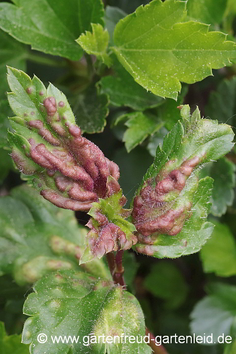 Ribes alpinum – Alpen-Johannisbeere mit Blasenlaus-Befall