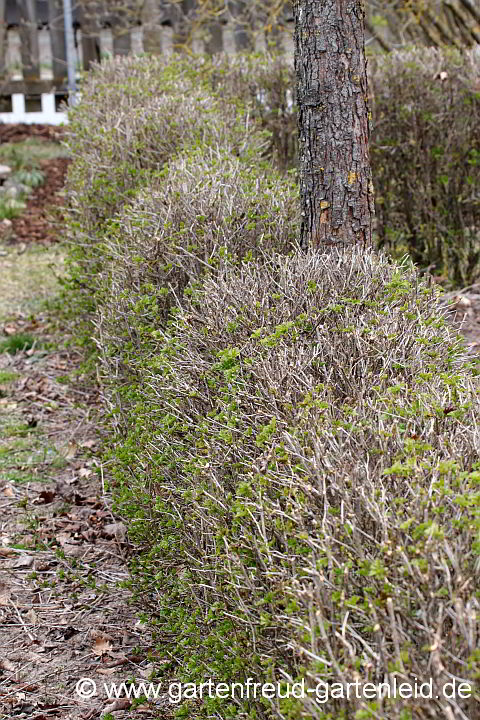 Ribes alpinum – Alpen-Johannisbeere nach dem Schnitt im Spätwinter