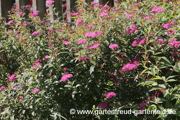 Spiraea japonica unbekannte Sorte – Sommer-Spiere