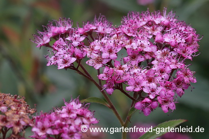 Spiraea japonica unbekannte Sorte – Sommer-Spiere