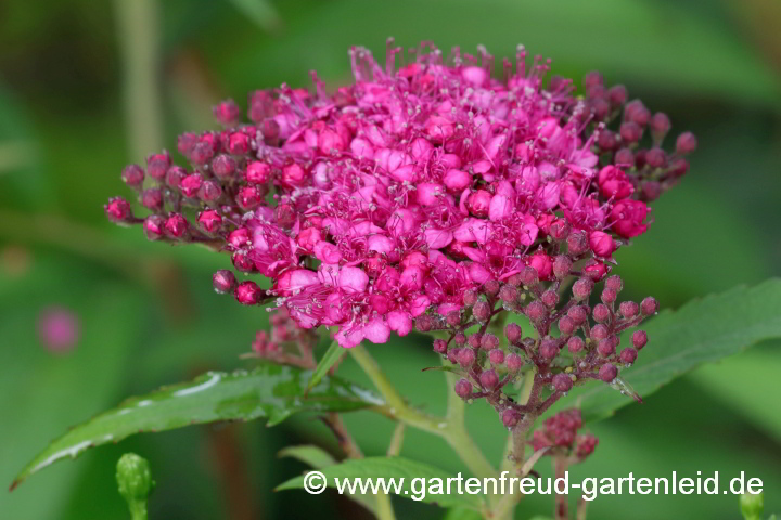 Spiraea japonica 'Darts Red' – Sommer-Spiere, Blütenstand