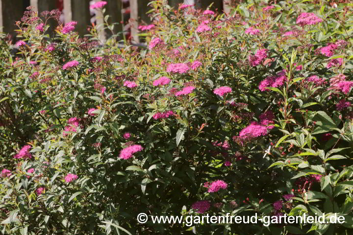 Spiraea japonica 'Darts Red' – Sommer-Spiere