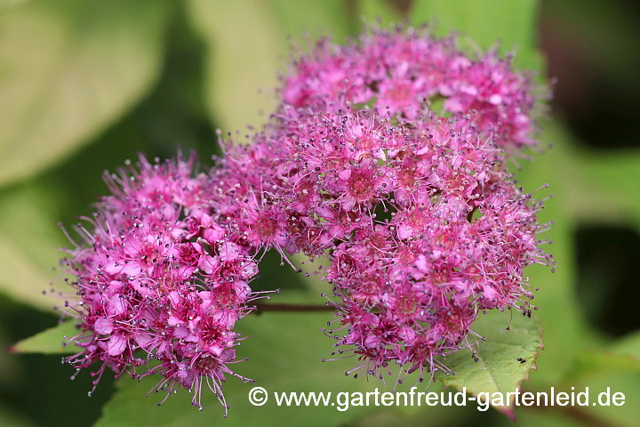 Spiraea japonica 'Goldflame' – Sommer-Spiere 'Goldflame', Blüten