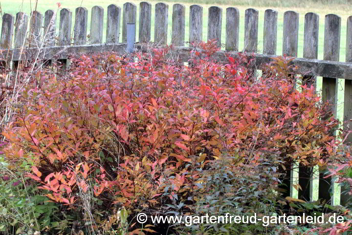 Spiraea japonica 'Goldflame' – Sommer-Spiere, Herbstfärbung