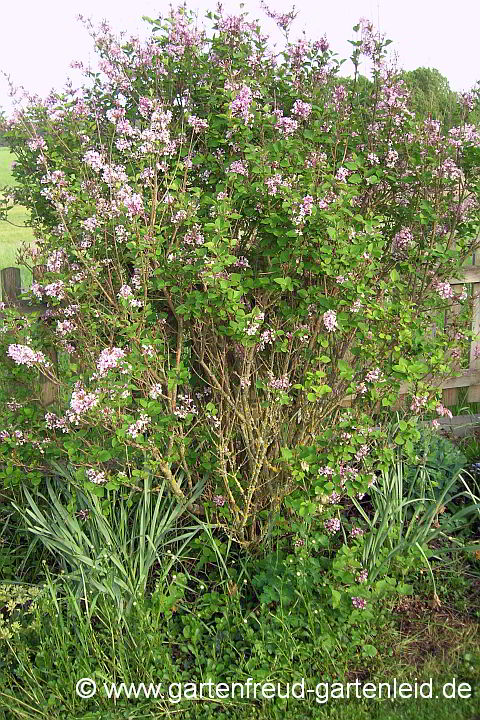 Syringa meyeri 'Palabin' – Zwerg-Flieder