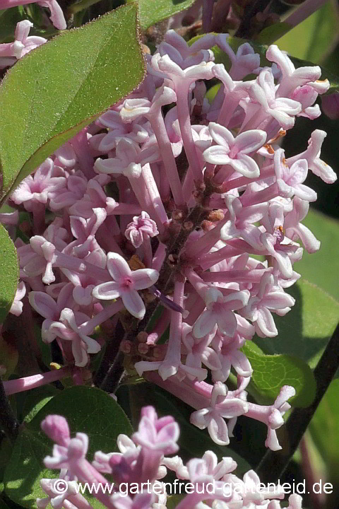 Syringa meyeri 'Palabin' – Zwerg-Flieder