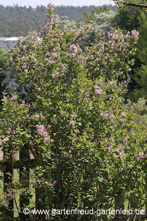 Syringa meyeri 'Palabin' – Zwerg-Flieder