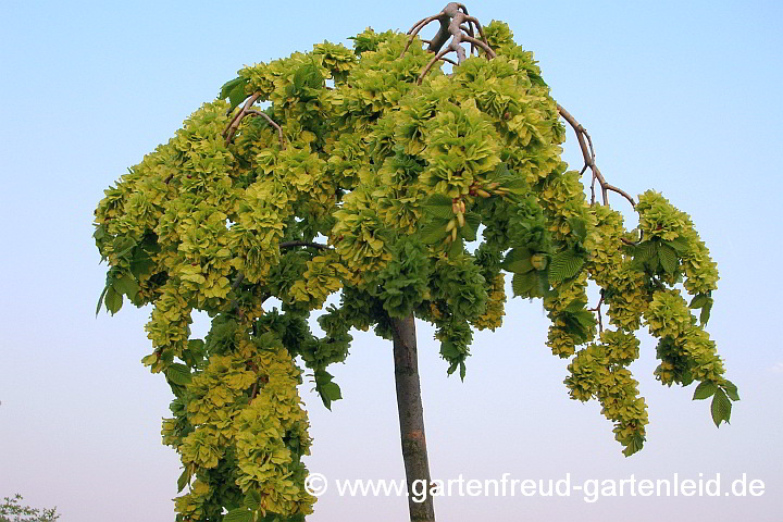 Ulmus glabra 'Camperdownii' – Lauben-Ulme 2006