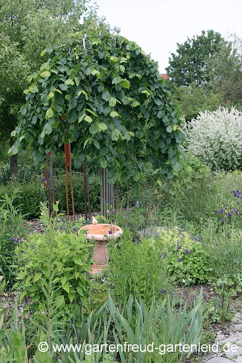 Ulmus glabra 'Camperdownii' – Lauben-Ulme 2009